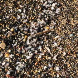 サクラマス ジグミノー ワイルドボーイ28g