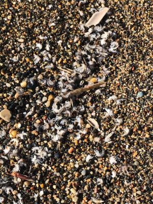 サクラマス ジグミノー ワイルドボーイ28g