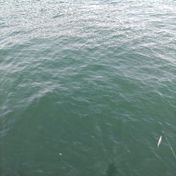 青物狙いに、昼から行ってきました。