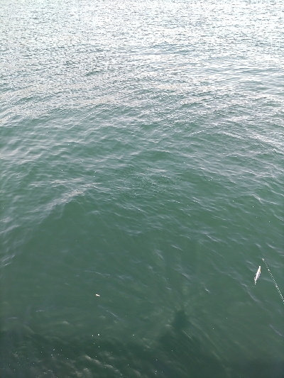 青物狙いに、昼から行ってきました。