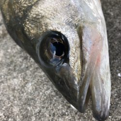 爆風のなかエビ撒き