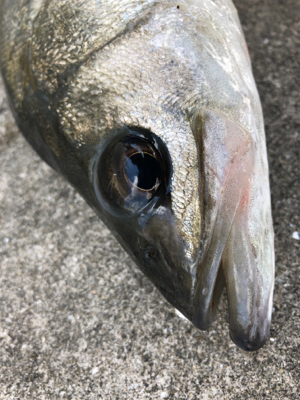 爆風のなかエビ撒き