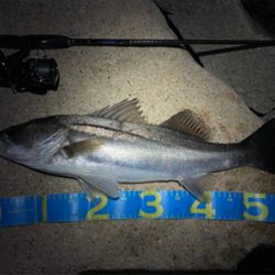 淀川ブリームゲーム