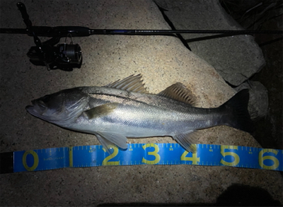 淀川ブリームゲーム