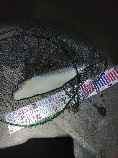 バチパターン調査