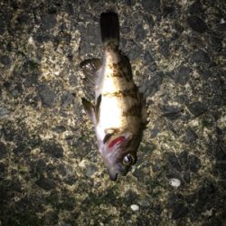 メバルたくさん