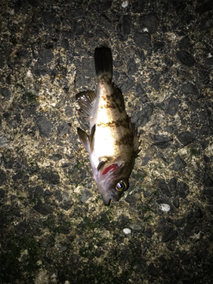 メバルたくさん