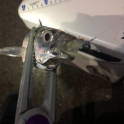 密を避けての釣行