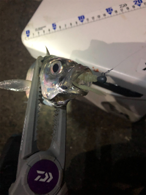 密を避けての釣行