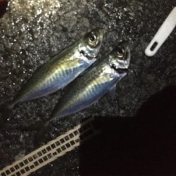 爆風の中でもアジ爆釣