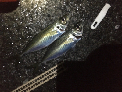 爆風の中でもアジ爆釣