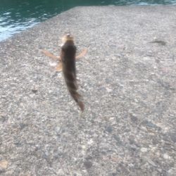 エギングからのメバリング