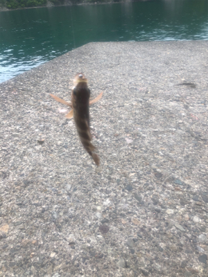 エギングからのメバリング