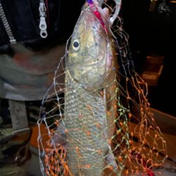 シーバス&ニゴイ