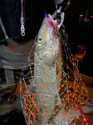 シーバス&ニゴイ