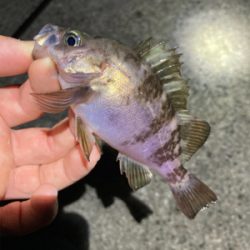 GWメバリング釣行