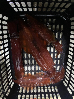 大剣狙いイカメタル