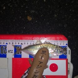 アジング練習　290　