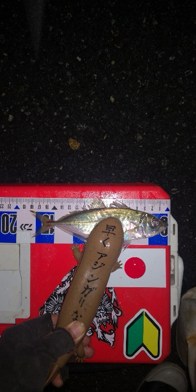 アジング練習　290　