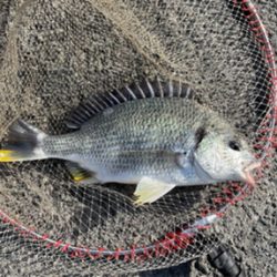 湾奥で良型ノッコミ！