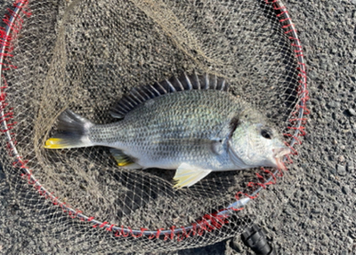 湾奥で良型ノッコミ！