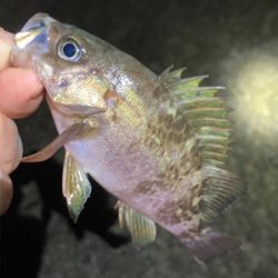 雨上がりのライトゲーム