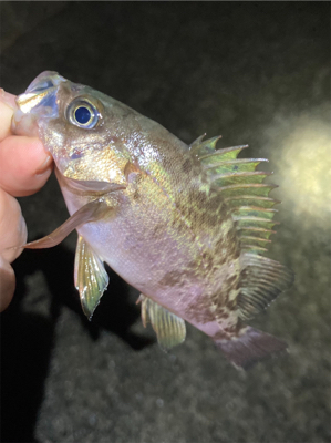 雨上がりのライトゲーム