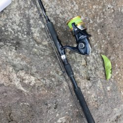 ゴールデンウィーク２回目のヒラスズキ