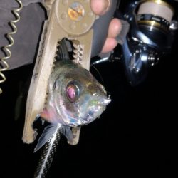 アジング練習　291　