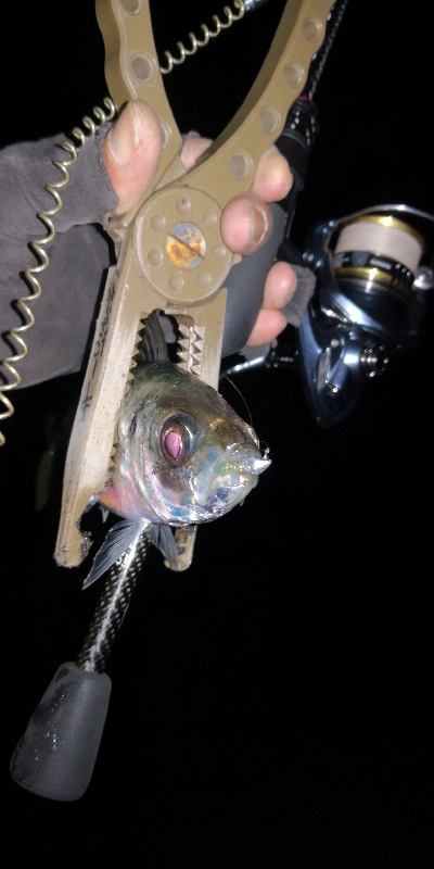 アジング練習　291　