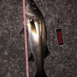 バチパターンで爆釣！