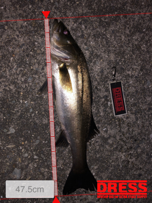 バチパターンで爆釣！