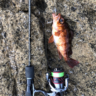 2021 佐渡ヶ島ライトゲーム