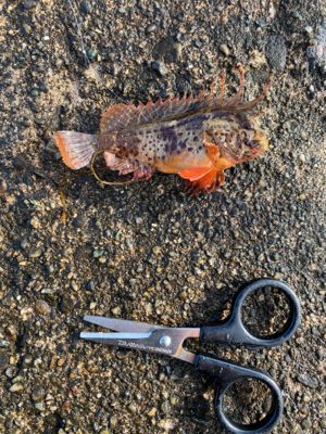 カレイ、キス、五目釣り