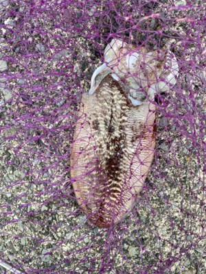 GW初日のリベンジマッチ!