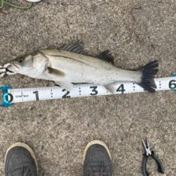 ムニエルが美味しい