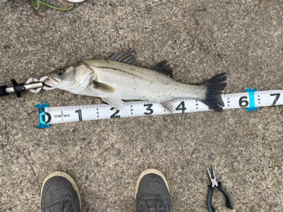 ムニエルが美味しい