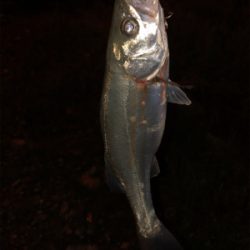 チーバスばかり•••