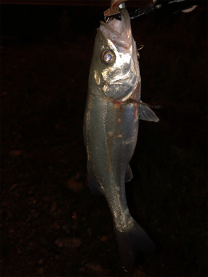 チーバスばかり•••