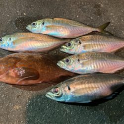 アジングで超嬉しい外道 (^o^)