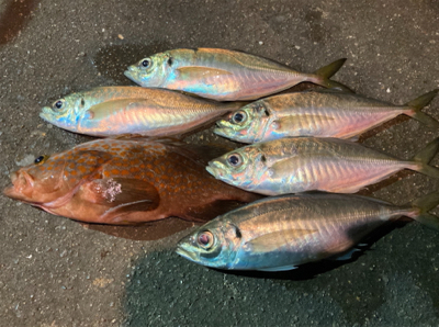 アジングで超嬉しい外道 (^o^)