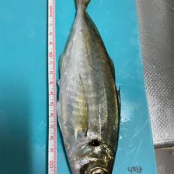 久々アジング！