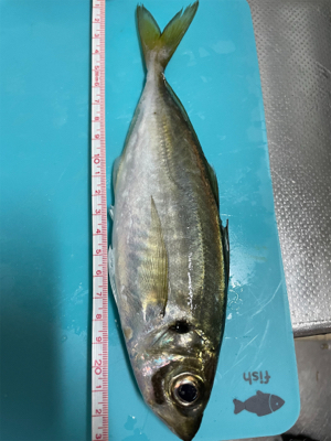 久々アジング！