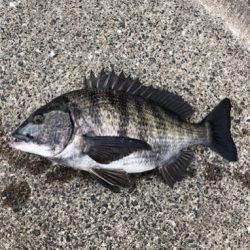 今朝はアタリ多い