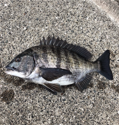 今朝はアタリ多い