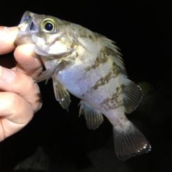 リリースサイズは入れ食い