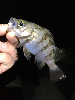 リリースサイズは入れ食い