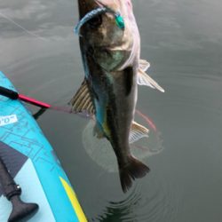 初supフィッシング