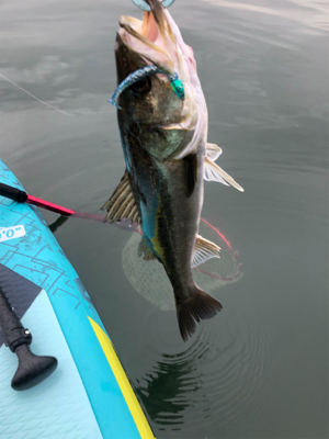 初supフィッシング