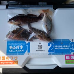 久しぶりの白灯で、キス釣り